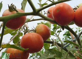 芒種吃什么水果？芒種吃什么水果好？