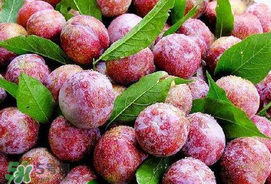 芒種吃什么水果？芒種吃什么水果好？