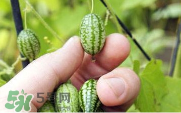 迷你西瓜種子哪兒有賣？迷你西瓜種子哪里可以買