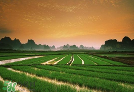 2017年芒種會(huì)下雨嗎？2017年芒種雨好嗎？