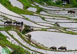 2017年芒種會(huì)下雨嗎？2017年芒種雨好嗎？