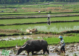 2017年芒種會(huì)下雨嗎？2017年芒種雨好嗎？