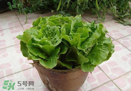 六月份可以種生菜嗎？夏天可以種生菜嗎？