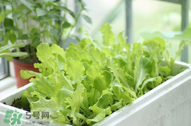 六月份可以種生菜嗎？夏天可以種生菜嗎？