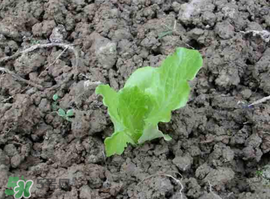 六月份可以種生菜嗎？夏天可以種生菜嗎？