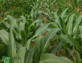 六月份可以種玉米嗎？六月份種玉米晚嗎？