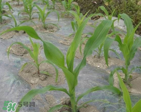 六月份可以種玉米嗎？六月份種玉米晚嗎？