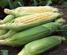 六月份可以種玉米嗎？六月份種玉米晚嗎？