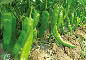 六月份可以種辣椒嗎？辣椒幾月份播種？