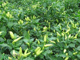 六月份可以種辣椒嗎？辣椒幾月份播種？