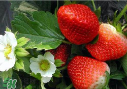 六月份還有草莓嗎？6月份的草莓能吃嗎？