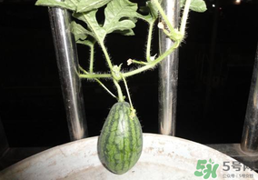 6月份可以種西瓜嗎？六月份還能種西瓜嗎？