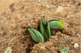 6月份可以種西瓜嗎？六月份還能種西瓜嗎？