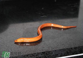 坐高鐵可以帶黃鱔嗎？活黃鱔能上高鐵嗎？