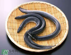 坐高鐵可以帶黃鱔嗎？活黃鱔能上高鐵嗎？