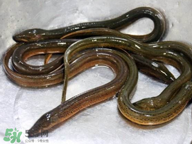 坐高鐵可以帶黃鱔嗎？活黃鱔能上高鐵嗎？