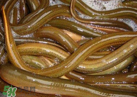 黃鱔可以帶上火車嗎？黃鱔能過安檢嗎？