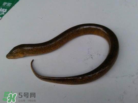 黃鱔可以帶上火車嗎？黃鱔能過安檢嗎？