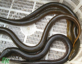 黃鱔可以帶上火車嗎？黃鱔能過安檢嗎？