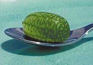 迷你拇指西瓜怎么種？迷你西瓜種植方法