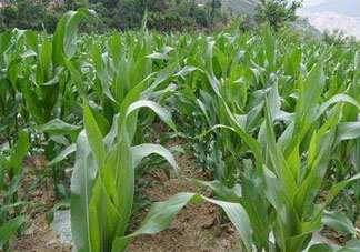 六月份可以種玉米嗎？六月份種玉米晚嗎？