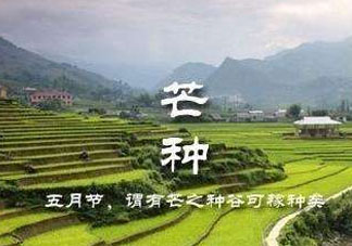 芒種種什么？芒種種什么疏菜？