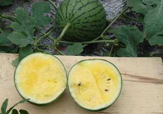 特小鳳西瓜多少錢一斤2017？特小鳳西瓜價格