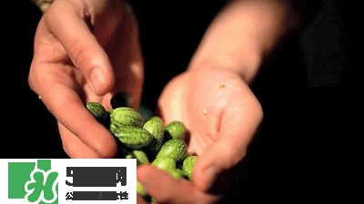 世界上最小的西瓜  迷你西瓜多少錢(qián)一個(gè)？