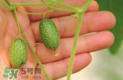 迷你西瓜種子哪兒有賣？迷你西瓜種子哪里可以買