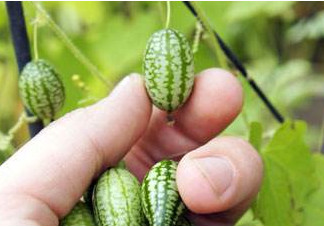 迷你西瓜種子哪兒有賣？迷你西瓜種子哪里可以買