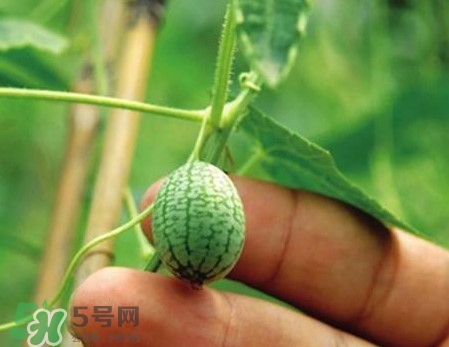 迷你西瓜是轉(zhuǎn)基因水果嗎？迷你西瓜是不是轉(zhuǎn)基因？