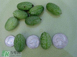 迷你西瓜是轉(zhuǎn)基因水果嗎？迷你西瓜是不是轉(zhuǎn)基因？