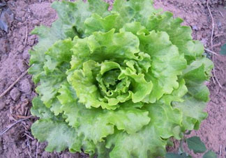 六月份可以種生菜嗎？夏天可以種生菜嗎？