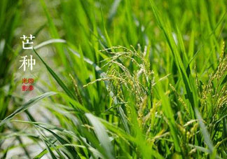 2017年芒種會下雨嗎？2017年芒種雨好嗎？