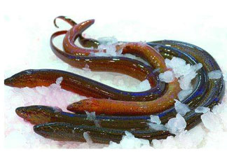 鱔魚死了多久不能吃？剛死的鱔魚能吃嗎？