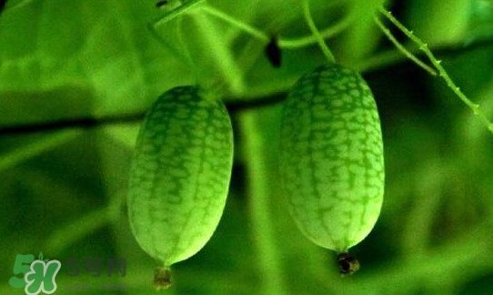 迷你西瓜種子哪兒有賣？迷你西瓜種子哪里可以買