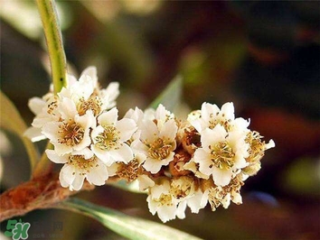 枇杷花怎么煲湯？枇杷花煲湯搭配什么最佳？