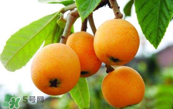 孕婦能吃枇杷嗎？孕婦吃枇杷對(duì)胎兒好嗎？