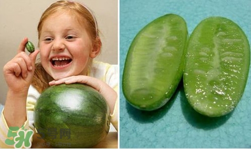 世界上最小的西瓜  迷你西瓜多少錢(qián)一個(gè)？