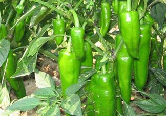 六月份可以種辣椒嗎？辣椒幾月份播種？