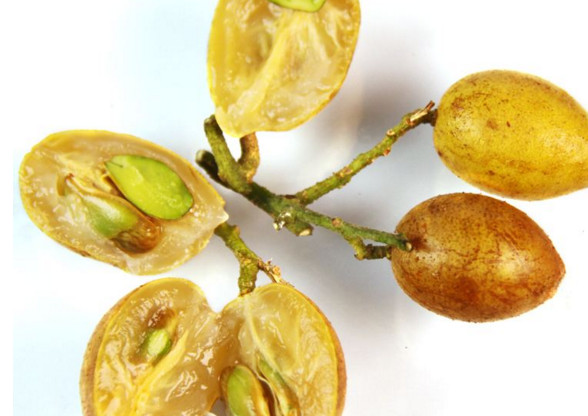 黃皮果有多少種顏色？黃皮果核有什么用處嗎