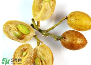 雞心黃皮核可以種植嗎？雞心黃皮核能栽培嗎