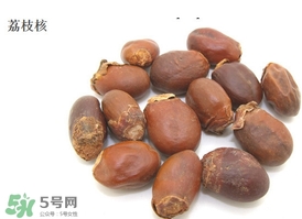 荔枝核能種嗎？荔枝核怎么種出盆栽