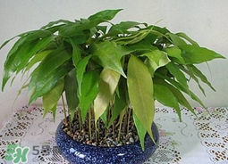 荔枝核能種嗎？荔枝核怎么種出盆栽