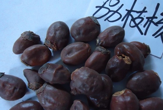 荔枝核有毒嗎？荔枝核能吃嗎