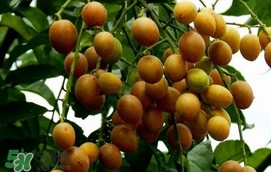 黃皮果怎么扦插？黃皮果種植技術(shù)