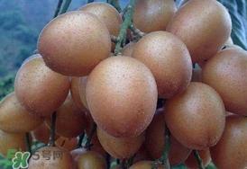 黃皮果怎么保存？黃皮果如何保存