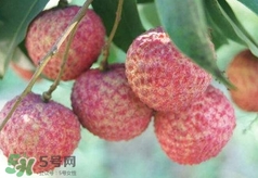 荔枝吃多了會怎么樣？荔枝上火怎么辦？