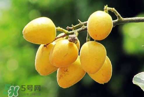 雞心黃皮幾年才掛果？雞心黃皮如何種植管理