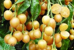 黃皮果怎么保存？黃皮果如何保存